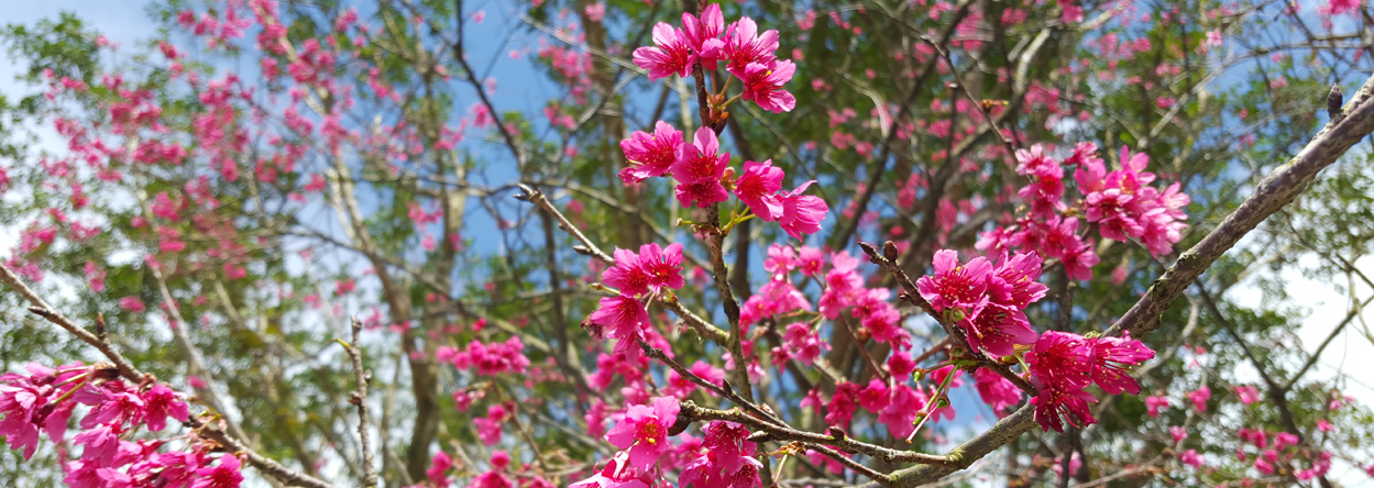 Bild der taiwanesischen Kirschblüte